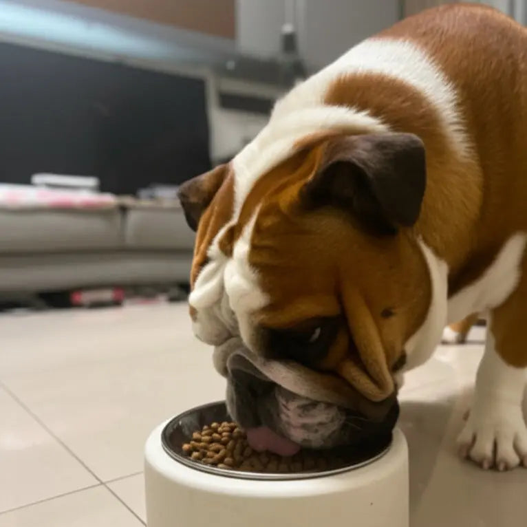 Sticker Master Beton Kedi ve Köpek Mama Kabı – Şık ve Dayanıklı Tasarım